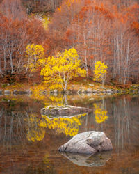 Trees by lake in forest during autumn