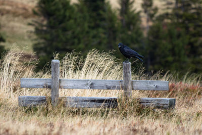 Bird perching on field