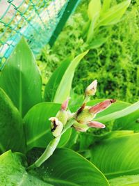 Close-up of flowers