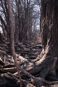 View of bare trees in forest