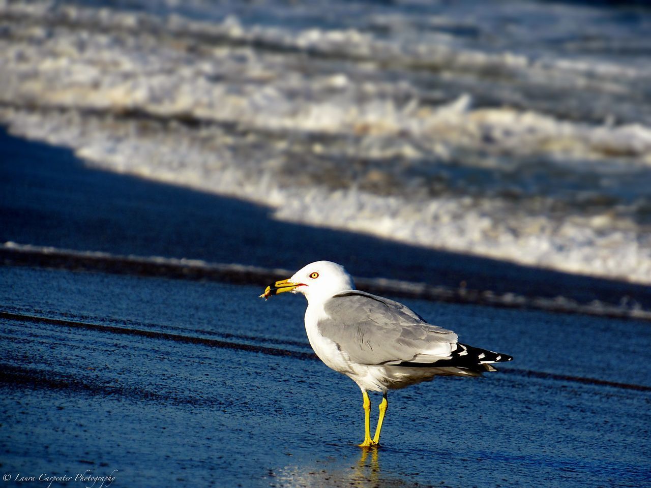 SEAGULL PERCHING ON A SEA