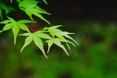 leaf