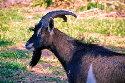 Side view of horse on land