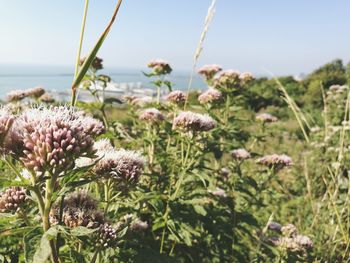 Close-up of thistle blooming against sky