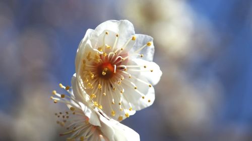 Close-up of white flower