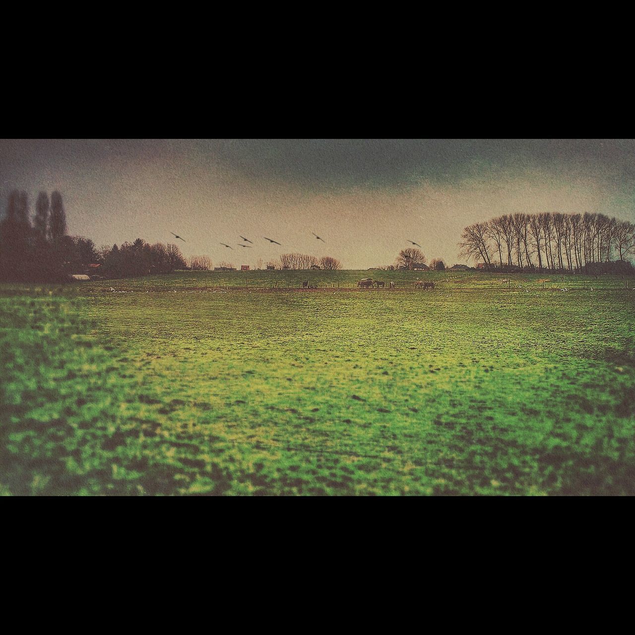 transfer print, field, auto post production filter, grass, landscape, tranquility, growth, clear sky, nature, copy space, tranquil scene, tree, beauty in nature, plant, green color, no people, outdoors, scenics, vignette, sky