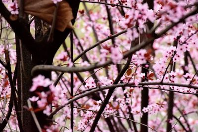 Close-up of pink cherry blossom tree