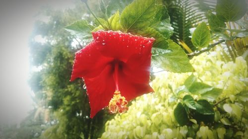 Close-up of red flowers