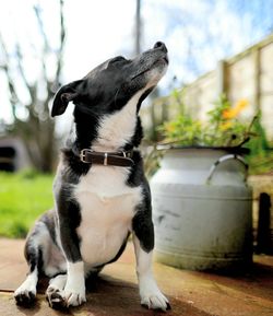 View of a dog looking away