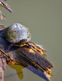 Painted turtle sitting on the rock