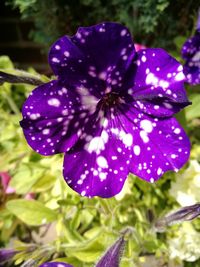 Close-up of purple flower blooming outdoors