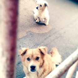 Portrait of puppy