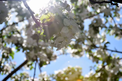 Low angle view of cherry blossoms