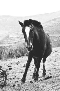 Horse standing on field