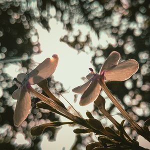 Close-up of cherry blossoms in spring