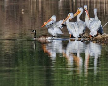 Birds in lake