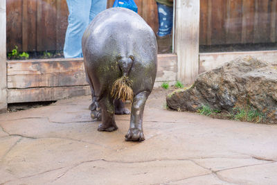 Low section of elephant standing outdoors