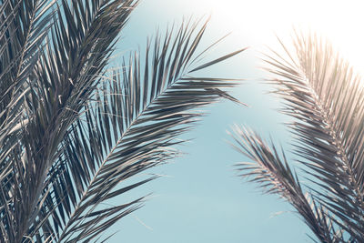 Low angle view of palm tree against sky