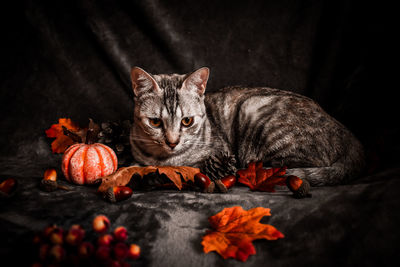 Cat looking away in a garden