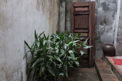 Ivy growing on wall