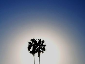 Low angle view of silhouette coconut palm tree against clear sky