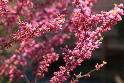 Close-up of flowering plant