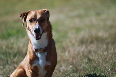 Portrait of dog on field