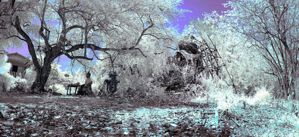 Bare trees on field against sky