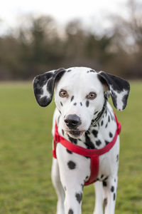 Portrait of dog on field