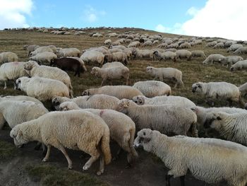 Sheep in a field