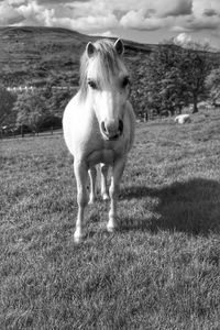 Portrait of horse standing on field