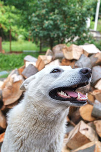 A cute smile siberian husky dog without leash outdoors in the nature on a sunny day