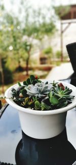 Close-up of potted plant on table