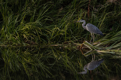 Heron in riverbank reeds