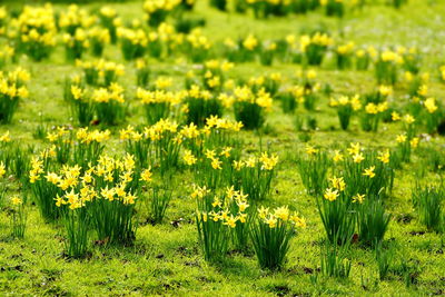 View of flowering plants on field