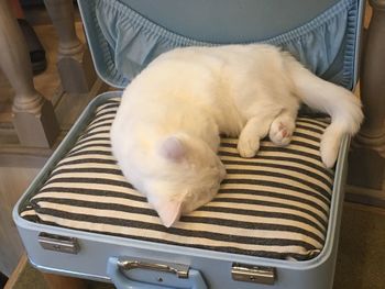 High angle view of cat relaxing at home