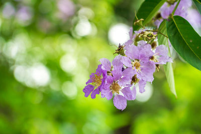 Close-up of purple flowering plant