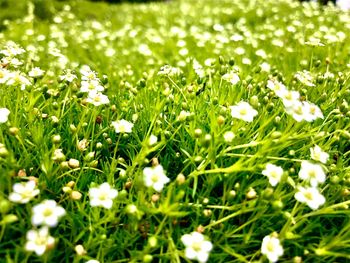 Close-up of white flowering plants on field