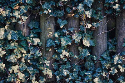 Full frame shot of ivy growing on tree