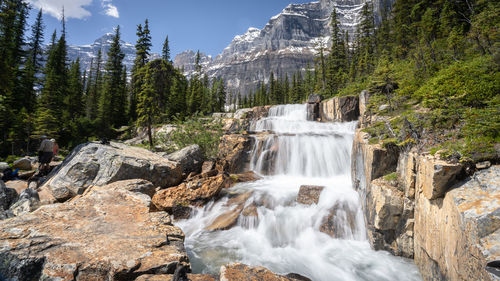 Scenic view of waterfall in forest