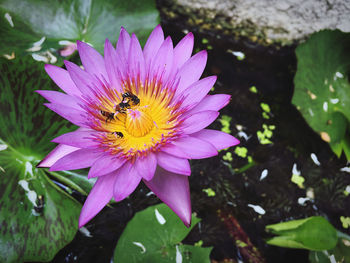 Close-up of bee pollinating flower