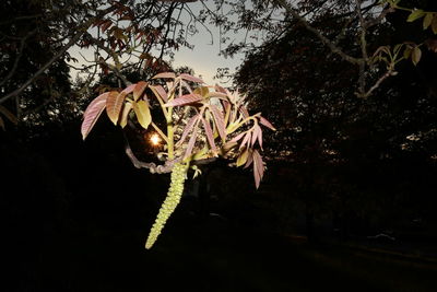 Low angle view of illuminated lighting equipment against sky at night