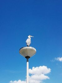 Low angle view of bird perching on street light against sky