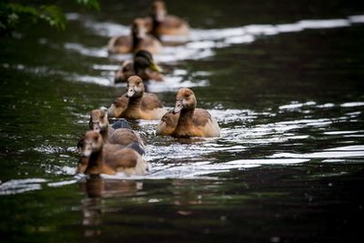 Ducks swimming in lake