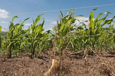 Close-up of fresh corn field against sky