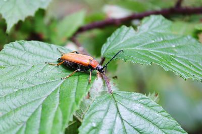 Close-up of insect on leaf