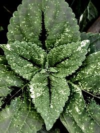 Close-up of wet succulent plant leaves