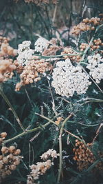 Close-up of flowers