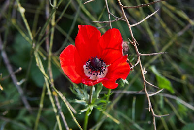 Wild red anemone flowers blooms close-up in spring against the blue sky. desert of the negev.