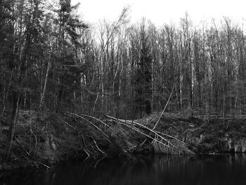 Scenic view of lake in forest